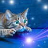 猫眼看看